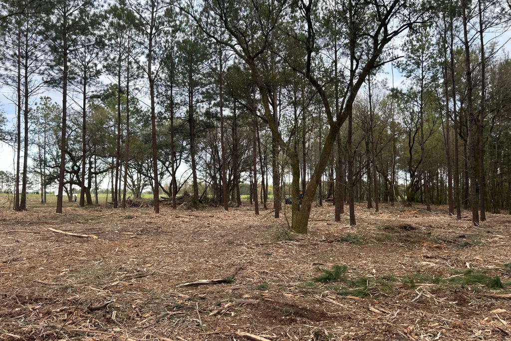 after forestry mulching — cleared land in Mobile Alabama ready for replanting
