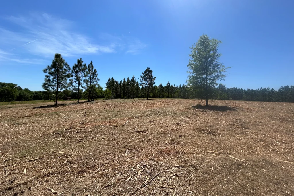 Forestry mulching results showing cleared ground with standing trees in Mobile County Alabama